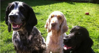 БАБХ ще стартира кампания за ограничаване на изоставянето на кучета