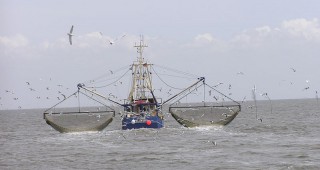 EK децентрализира и опростява техническите мерки за опазване на рибните запаси