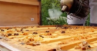 Подготовка на пчелните семейства за медосбор