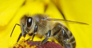 В Германия приеха забрана в защита на пчелите