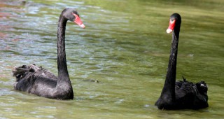 Варненският зоопарк иска да засели отново черни лебеди