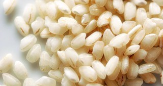 Повишен интерес към отглеждането на ориз в община Съединение