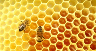 Расте броят на пчелните семейства в Германия