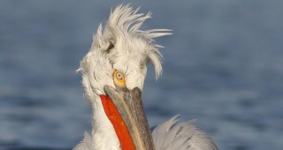 Излюпиха се първите птици в колонията на къдроглавия пеликан в резервата 