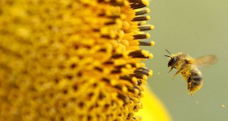 Масово измиране на пчели в Турция