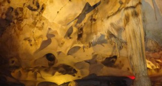 Прилепите в пещерата Орлова чука се събудиха от зимен сън