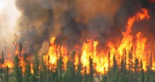 Близо 5 пъти по-малко са били горските пожари през 2014-а година в сравнение с предходната
