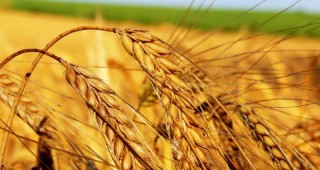 Повече пшеница и по-малко царевица са прибрали земеделските стопани в Румъния през миналата година