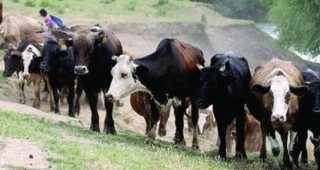 Обучения на млекопроизводители и извънредни областни консултативни съвети по животновъдство
