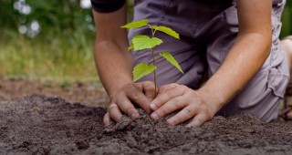 40 дръвчета ще засади РИОСВ – Пловдив по повод Световния ден на Земята