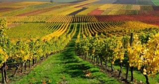 България ще бъде домакин на 40-ия Световен конгрес по лозарство и винарство през 2017 г.