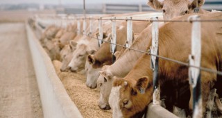 Международни експерти ще анализират мерките за подпомагане на млекопроизводителите