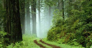 Променя се Наредбата за оценка на поземлени имоти в горски територии