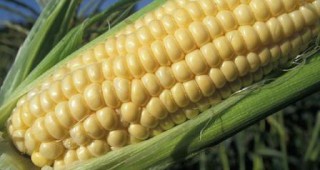 Пълният генетичен код на царевицата е разкрит