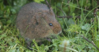 Есенните посеви в Свищовско нападнати от полски мишки