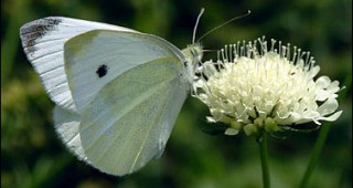 Ученици от Поморие откриха 46 вида пеперуди в родния си град