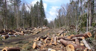 WWF предлага мерки за по-добро приложение на европейския регламент за законен добив и продажба на дървесина