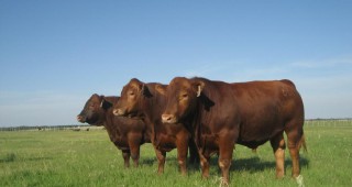 Асоциацията за развъждане на месодайни породи говеда в България отбеляза първата годишнина от своето учредяване