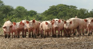 Близо 40 % от полските свиневъди са прекратили дейността си в периода между 2013-та и 2016 година
