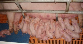 Оптимизиране на възпроизводствения процес в свиневъдството