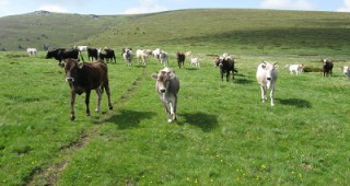 При ликвидация на стада под селекционен контрол, заболели от нодуларен дерматит трябва да бъде известена ИАСРЖ