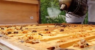 Селекция и производство на пчелни майки