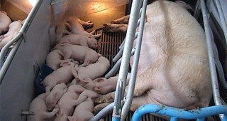 Развитие на свиневъдството във връзка с климатичните промени и икономическата среда