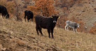 Технологии на отглеждане и развъдна дейност при местните породи говеда - Късорого родопско, сиво искърско