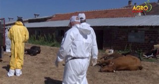 Ново огнище на Заразен нодуларен дерматит е открито в село Скриняно, община Кюстендил