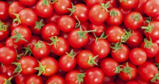 В Италия производството на домати за преработка е паднало с 15% на годишна база