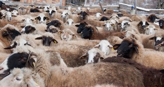 Селекционно - племенна работа в овцевъдството и козевъдството