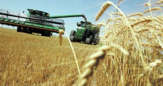 Увеличение на площите за реколтиране с пшеница и маслодайна рапица отчитат анализатори