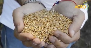 С 38% на годишна база се е увеличил износът на пшеница през пристанище Варна