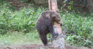Три маркирани мечки вече обитават Балкана