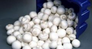 БАБХ забрани за реализация всички количества култивирани печурки в голяма търговска верига