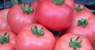 Розовият оранжериен домат край морето се оказва един от малкото зеленчуци собствено производство