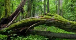 Наказателна процедура срещу Полша заради сеч в една от най-древните гори в Европа