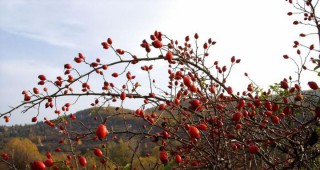 Липа, шипка и коприва са най-търсените български билки в чужбина