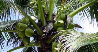 Забраняват продажбата на кокосов орех в Рио де Жанейро