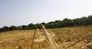 Земеделските производители от Добруджа са обезпокоени от ниската изкупна цена на пшеницата