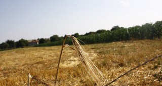 Средните добиви от жътвата на пшеницата в Ямболска област доближават 490 килограма от декар