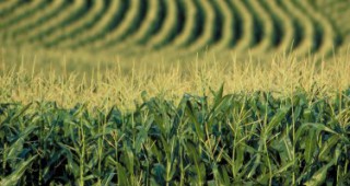ЕС все още няма ясен резултат дали да разреши употребата на три сорта ГМО царевица