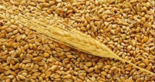 Двойно повече продукция от пшеница до момента