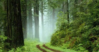 МЗХ публикува правила за закупуването на горски територии от държавните предприятия