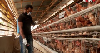 Епидемия от птичи грип в Африка
