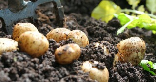 ДФЗ изплати близо 810 хиляди лева за контрол на почвени неприятели по картофите