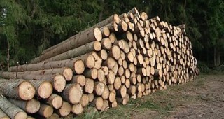 Незаконна сеч в село Въртоп констатират горски инспектори от РДГ- Берковица