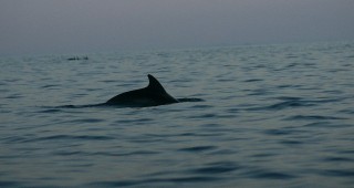 Забранява се риболовът в райони, в които плуват делфини