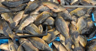 Незаконна търговия с риба в Благоевград