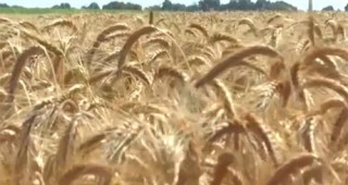 Цените на пшеница в Италия са паднали с 42 процента